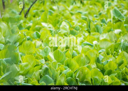 Calla palustris, vue de dessus. Feuilles de Calla ou d'arum de tourbière, calla de marais. Beau groupe de callas de marais croissant dans le marais dans l'habitat naturel Banque D'Images