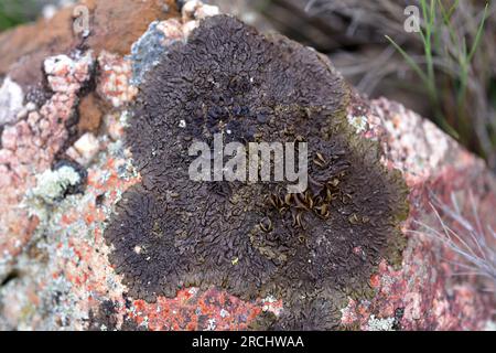 Parmelia pulla, Neofuscelia pulla ou Xanthoparmelia pulla est un lichen foliaire. Cette photo a été prise à Alquezar, Huesca, Aragon, Espagne. Banque D'Images