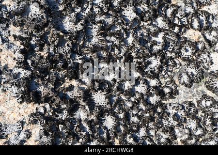 Lasallia pustulata ou Umbilicaria pustulata est un lichen foliaire qui pousse sur des roches siliceuses. Cette photo a été prise dans Une province de Coruña, Galice, Spa Banque D'Images