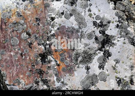 Lichens crusteux et foliaires poussant sur roche quartzite. Cette photo a été prise à Villuercas, Cáceres, Estrémadure, Espagne. Banque D'Images