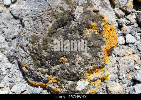 Parmelia pulla, Neofuscelia pulla ou Xanthoparmelia pulla est un lichen foliaire. Pousse sur la roche volcanique andésite. Cette photo a été prise à Cabo de Gata Banque D'Images