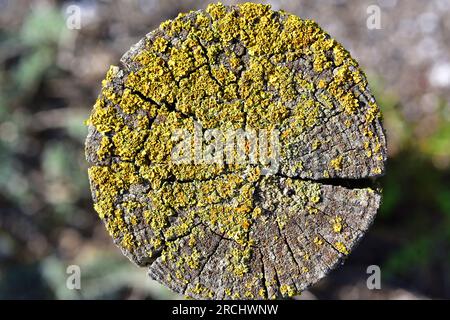 Xanthoria parietina est un lichen foliaire qui pousse sur un tronc. Cette photo a été prise à Castelldefels, Barcelone, Catalogne, Espagne. Banque D'Images
