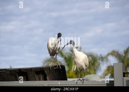 Paire de poulets australiens l'ibis blanc (Threskiornis molucca) est un échassier de la famille ibis, Threskiornithidae. Banque D'Images