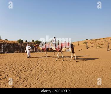Balade à dos de chameau dans le désert, Ra’s al-Chaima, Émirats arabes Unis eau Banque D'Images