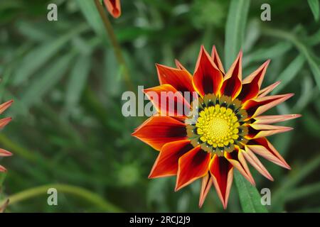 Gazania jaune ou fleur Trésor en pleine floraison, Gazania rigens splendens. Banque D'Images