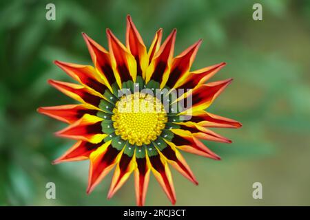 Gazania gros plan sur le lit en été dans le parc Banque D'Images