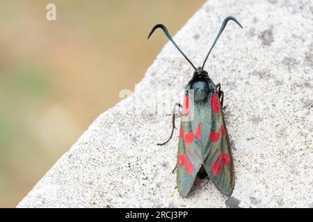 six taches de papillon de burnet dans le vieux cimetière de southampton Banque D'Images