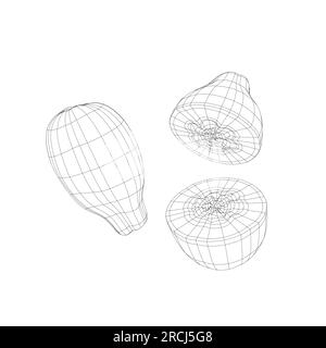 Icône vectorielle Wireframe fruit de papaye, dessin illustration monochrome. Nutrition saine, nourriture biologique, produit végétarien. Vecteur dessiné à la main papaye ill Illustration de Vecteur