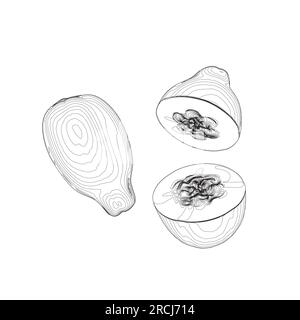 Icône vectorielle de contour de fruit de papaye, illustration monochrome de dessin. Nutrition saine, nourriture biologique, produit végétarien. Papaye esquisse vecto dessiné à la main Illustration de Vecteur