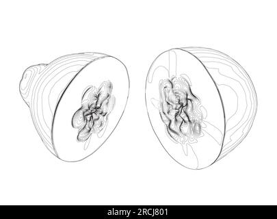 Icône vectorielle de contour de fruit de papaye, illustration monochrome de dessin. Nutrition saine, nourriture biologique, produit végétarien. Papaye esquisse vecto dessiné à la main Illustration de Vecteur