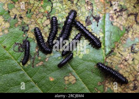 Feuille d'aulne Beetle Agelastica alni - larves Banque D'Images