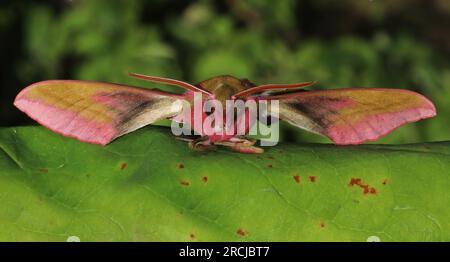 Deilephila elpenor éléphant Hawk Moth Banque D'Images