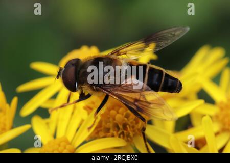 Fly Drone effilé - Eristalis pertinax Banque D'Images