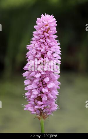 Bistort commun - Persicaria bistorta 'Superba' Banque D'Images