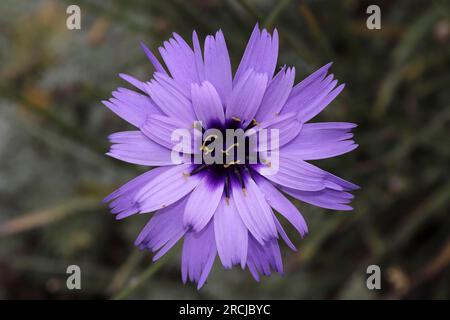 Catananche caerulea - Dart de Cupidon Banque D'Images