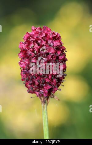 Grand Burnet Sanguisorba officinalis Banque D'Images