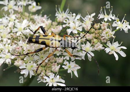 Harlequin Longhorn Leptura maculata syn Rutpela maculata, Strangalia maculata Banque D'Images