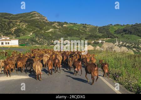 Chèvres brunes sur une route dans l'Andalousie rurale près d'Antequera, Espagne Banque D'Images