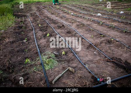 Irrigation goutte à goutte efficace dans le jardin. Un gros plan capture le réseau complexe de tuyaux d'irrigation goutte à goutte, serpentant à travers la verdure d'un Banque D'Images