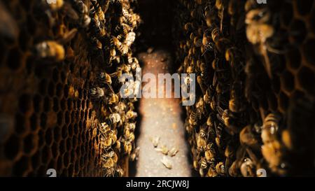 Abeilles grouillant sur nid d'abeille, tir macro extrême. Insectes travaillant la ruche Banque D'Images