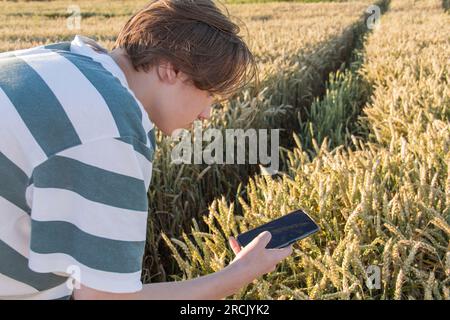 La main d'un jeune homme avec un téléphone portable qui photographie une oreille de blé dans un champ Banque D'Images