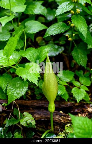 Arum maculatum avec gouttes de rosée après avoir plu dans la forêt. Arum maculatum est une espèce de plante à fleurs des bois de la famille des Araceae. Il est natif d'en face Banque D'Images