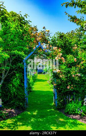 Une arche en bois attrayante recouverte d'une rose d'escalade à l'entrée des Wedding Borders à Holme Gardens près de Wareham, Dorset, Angleterre, Royaume-Uni Banque D'Images