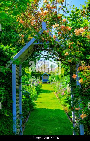 Une arche en bois attrayante recouverte d'une rose d'escalade à l'entrée des Wedding Borders à Holme Gardens près de Wareham, Dorset, Angleterre, Royaume-Uni Banque D'Images