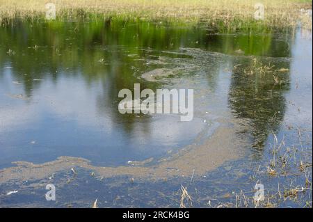 Dorney, Buckinghamshire, Royaume-Uni. 16 juin 2023. Un film de pollution au-dessus des champs inondés sur Dorney Common. Jardins dans le village d'Eton Wick retour sur Roundmoor Ditch à côté de Dorney Common et certaines parties des jardins sont sous l'eau depuis maintenant quelques semaines. Thames Water disent que ce n'est pas leur problème et les résidents sont de plus en plus frustrés, surtout qu'il y a une «puanteur des eaux usées» provenant de l'eau le soir. Thames Water sont autorisés à se déverser dans Roundmoor Ditch, mais selon leurs registres, le dernier rejet a eu lieu en janvier de cette année. Crédit Banque D'Images