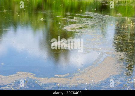 Dorney, Buckinghamshire, Royaume-Uni. 16 juin 2023. Un film de pollution au-dessus des champs inondés sur Dorney Common. Jardins dans le village d'Eton Wick retour sur Roundmoor Ditch à côté de Dorney Common et certaines parties des jardins sont sous l'eau depuis maintenant quelques semaines. Thames Water disent que ce n'est pas leur problème et les résidents sont de plus en plus frustrés, surtout qu'il y a une «puanteur des eaux usées» provenant de l'eau le soir. Thames Water sont autorisés à se déverser dans Roundmoor Ditch, mais selon leurs registres, le dernier rejet a eu lieu en janvier de cette année. Crédit Banque D'Images