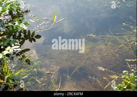 Dorney, Buckinghamshire, Royaume-Uni. 16 juin 2023. Une partie d'un jardin résidentiel sur la route Eton Wick qui donne sur Roundmoor Ditch à côté de Dorney Common est sous l'eau depuis quelques semaines (photo). Thames Water disent que ce n'est pas leur problème et les résidents sont de plus en plus frustrés, surtout qu'il y a une «puanteur des eaux usées» provenant de l'eau le soir. Thames Water sont autorisés à se déverser dans Roundmoor Ditch, mais selon leurs registres, le dernier rejet a eu lieu en janvier de cette année. Crédit : Maureen McLean/Alamy Banque D'Images