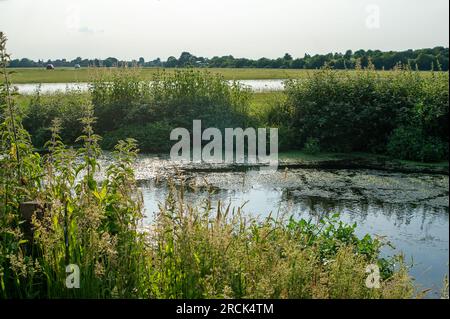 Dorney, Buckinghamshire, Royaume-Uni. 16 juin 2023. Une partie d'un jardin résidentiel sur la route Eton Wick qui donne sur Roundmoor Ditch à côté de Dorney Common est sous l'eau depuis quelques semaines (photo). Thames Water disent que ce n'est pas leur problème et les résidents sont de plus en plus frustrés, surtout qu'il y a une «puanteur des eaux usées» provenant de l'eau le soir. Thames Water sont autorisés à se déverser dans Roundmoor Ditch, mais selon leurs registres, le dernier rejet a eu lieu en janvier de cette année. Crédit : Maureen McLean/Alamy Banque D'Images