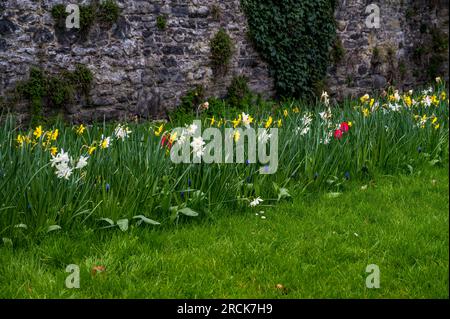 Narcisse de poète, tulipes de jardin et amidon Grape Hyacinth's Outside Swords Castle, Swords, Dublin, République d'Irlande Banque D'Images