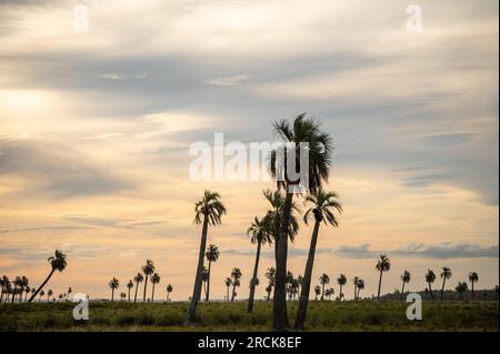 Coucher de soleil Environnement naturel du Palmares de Rocha dans l'est de l'Uruguay. Banque D'Images