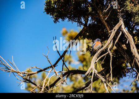 Bleuet de l'Ouest (Sialia mexicana) perché sur un genévrier dans le Colorado, États-Unis Banque D'Images