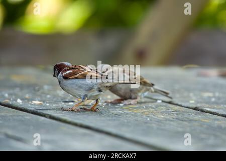 Mâle et femelle Maison Sparrow passer domesticus mangeant des miettes sur une table de pique-nique en bois Banque D'Images