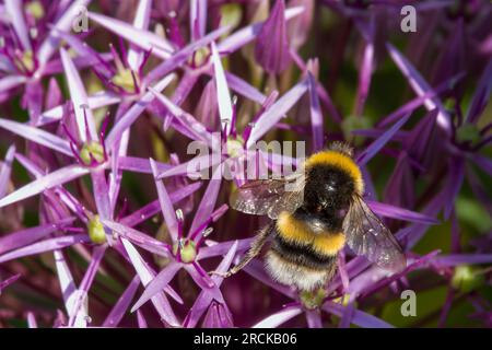 bourdon à queue de chambré collectant le pollen de belles fleurs violettes d'ail noir allium nigrum Banque D'Images
