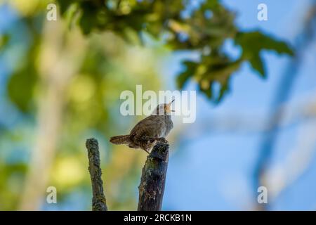 wren perché sur la branche chantant avec ciel bleu et feuilles vertes, floues en arrière-plan Banque D'Images