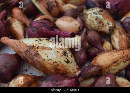 Oignons fraîchement récoltés Home Garden cultivés avec de la terre sur Un fond blanc Banque D'Images