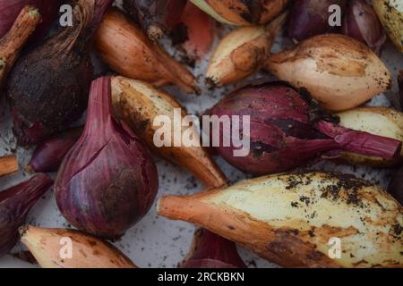 Oignons fraîchement récoltés Home Garden cultivés avec de la terre sur Un fond blanc Banque D'Images