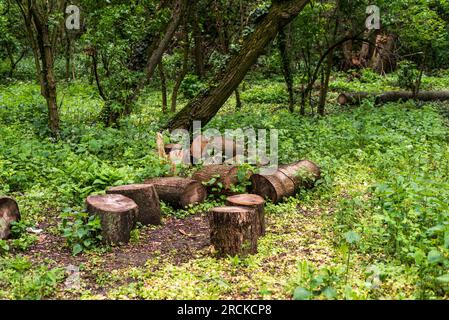 Troncs d'arbres bruns mouillés posés sur l'herbe. Forêt après avoir plu. Banque D'Images