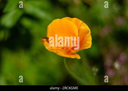 Fleur de coquelicot californienne orange-jaune Banque D'Images