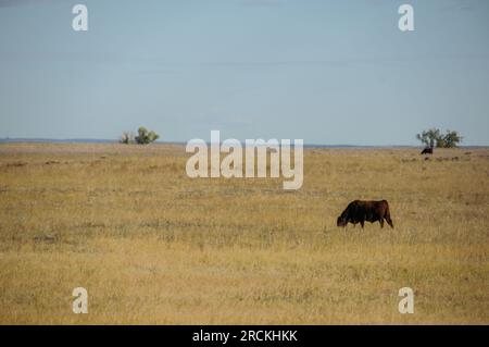 Vache en pâturage dans un ranch de bétail en plein air dans les prairies de l'est du Colorado, aux États-Unis Banque D'Images