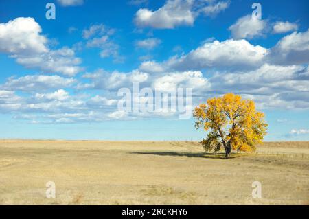 Feuilles jaunes colorées Aspen en automne par une journée ensoleillée dans un champ fermier du Colorado Banque D'Images