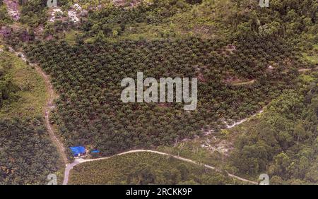 Plantation d'huile de palme près de Miri, Malaisie Banque D'Images