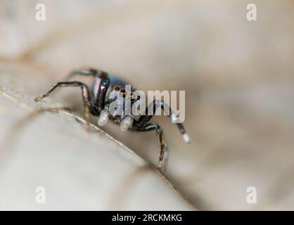 Fourmis japonaise imitant l'araignée sauteuse (Siler cupreus) MÂLE, Saltidae. Kobe, Japon Banque D'Images