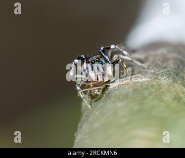 Fourmi japonaise imitant l'araignée sauteuse (Siler cupreus) antérieure à une fourmi, Saltidae. Kobe, Japon Banque D'Images