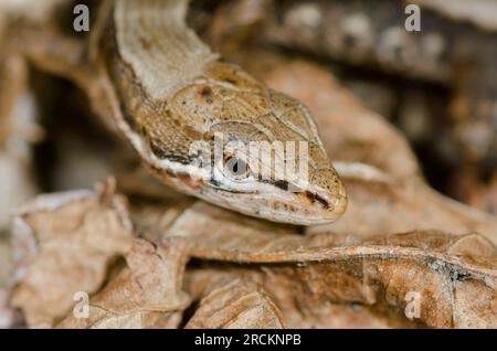 Lézard d'herbe JAPONAIS Kanahebi (Takydromus tachydromoides).Lacertidae. Kobe, Japon Banque D'Images