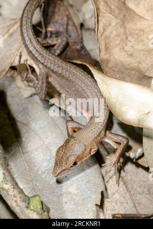 Lézard d'herbe JAPONAIS - Kanahebi (Takydromus tachydromoides).Lacertidae. Kobe, Japon Banque D'Images