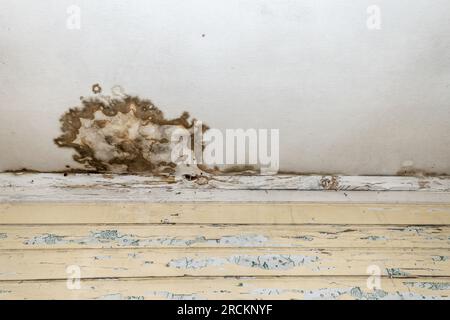 Moisissures et taches de moisissure sur le plafond ou le mur en raison d'une mauvaise ventilation de l'air et d'une humidité élevée. Atteinte à la santé. Banque D'Images